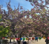 [기획] 늦었지만 더 깊은 봄…분홍 겹벚꽃 순천 선암사 물들여