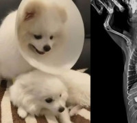 吞下金项链的宠物犬们…胃里竟有价值630万韩元