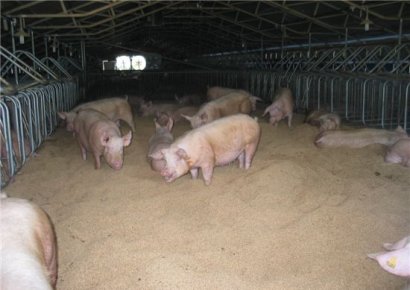 돼지·닭은 웁니다…키울수록 손해, 사료값도 부담 '농가의 비명'(종합)