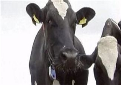 美업계 "30개월 이상 소고기 수입 허용해야"…농식품부 "美정부 공식 요청 없어"