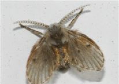 8세 소녀, 한 달간 살아있는 벌레 토했다…원인은 화장실 '이것'