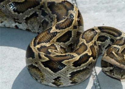 아이 약 사러갔다가…인니 여성 비단뱀에 물려 사망