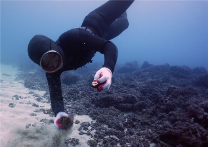 중국 폭우로 염분 빠진 제주 바다 어쩌나…어장 피해 비상