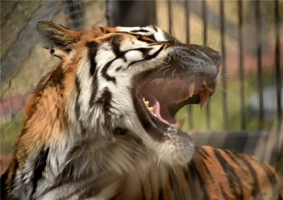 백두대간수목원, '백두산호랑이' 방사장 개선