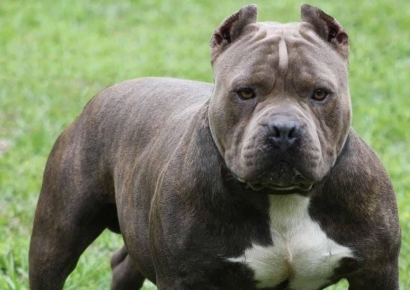 맹견 키우려면 10월까지 사육허가 받아야…사람 공격시 허가 취소