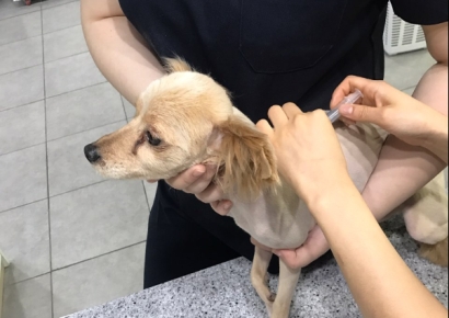 내년부턴 동물병원 '초음파·CT·MRI' 등 진료비도 게시해야