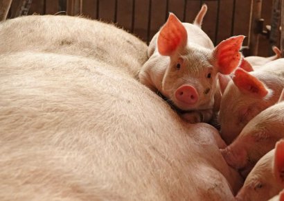 '돼지흑사병' 발생 벨기에…EU, 전문가 급파