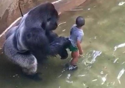  퓨마 ‘호롱이’·고릴라 ‘하람베’ 사살 논란…동물원에 갇힌 ‘동물권’