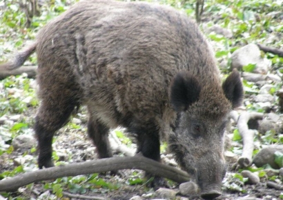 밭일하던 사람을 멧돼지로 착각…60대 엽사 쏜 총에 50대 사망
