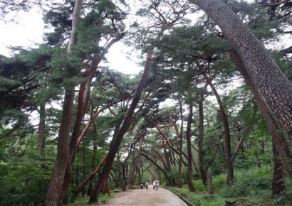 올해의 가장 아름다운 숲 ‘통도사 무풍한송길’ 선정