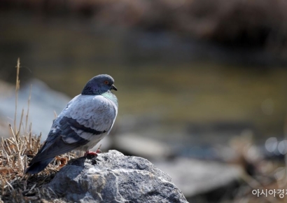 "청소에 방해된다"…생쌀에 살충제 섞어 비둘기 11마리 죽인 50대 