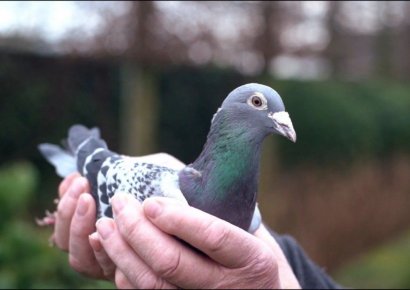 중국 부자들의 '못 말리는 비둘기 사랑'…한마리 16억원에 팔려