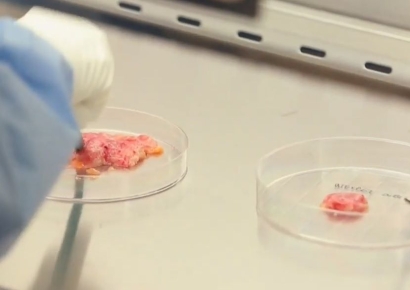 [과학을읽다] 동물을 대신할 오가노이드, 준비됐나