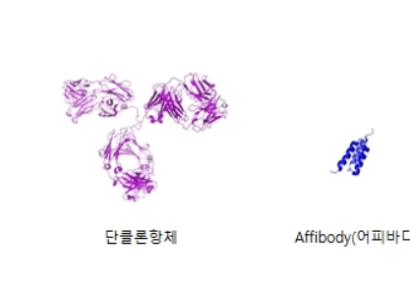 앱클론, 코로나19 어피바디 단독치료제 착수…'신약 개발과정 단축 기대'