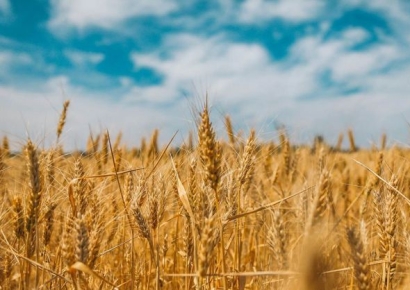 “전쟁 중에 반가운 꼬마가 온다”…곡물 가격 하향 안정화되나[주末머니]