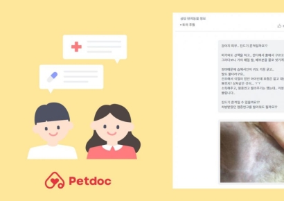 펫닥, 장마철 반려동물 건강관리법 제안