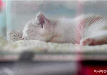 "남들 놀러가는 연휴에 이걸로 3400만원 벌었다" 하루 50건 의뢰 쏟아진 서비스