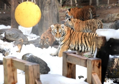 죽은 새끼 호랑이 살아있는 척 영상 송출, 후원금 받은 中동물원