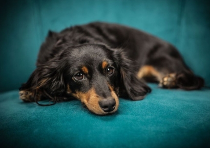 화면에 동물 나오면 '멍멍'…"TV 보는 반려견, 멍 때리는 거 아냐"