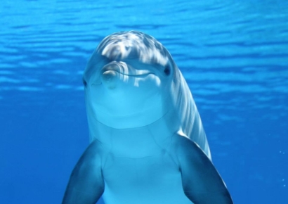 '좀비마약'에 취한 돌고래…멕시코만에 무슨 일이 