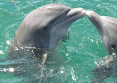 돌고래와 대화하는 날 눈앞…사람에 하고팠던 말 뭘까