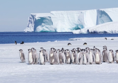 "펭귄이 고마움을 모른다?" 트럼프·밴스 조롱하는 밈 확산