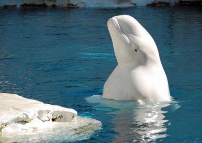 30 Beluga Whales Dramatically Rescued After Two Years Trapped in Shuttered Theme Park