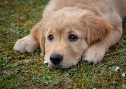 "개 찾아주고 한달 500만원 이상 법니다"…중국서 뜨는 직업