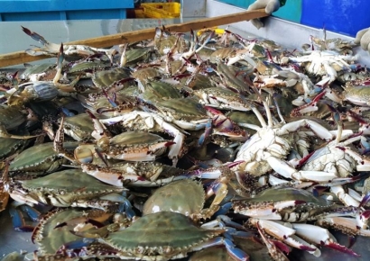 "꽃게 못 먹을수도"…연평도 어획량 90% 급감 무슨 일?