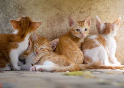 '치즈냥이' 털색깔의 비밀…고양이애호가 日교수가 풀었다 
