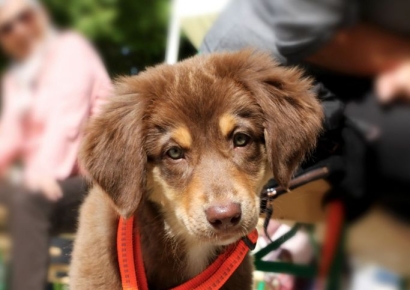 "목줄 채우라" 항의에 멱살 잡은 40대 견주, 벌금형