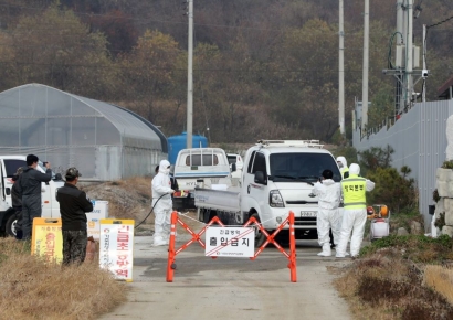 경기 연천 양돈농장에서 '아프리카돼지열병' 발생