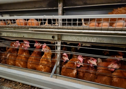 '산란계 사육면적 확대' 본격추진…4월까지 이행계획서 제출해야