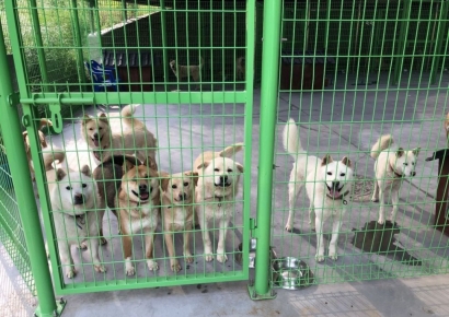 '기른 정vs최초 분양'…댕댕이 소유권, 판사는 누구 손을