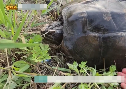 인천 공원에서 발견된 거북이…뒤늦게 밝혀진 정체에 포획 나서