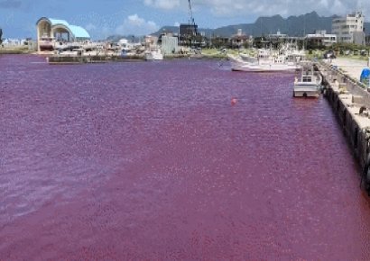 핏빛으로 물든 일본 바다…"냉각수 유출됐다"
