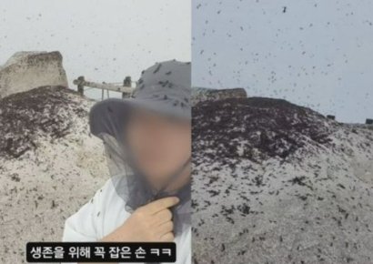 "온몸에 떼로 기어다녀"…북한산 정상 뒤덮은 '러브버그', 방제 안 하는 까닭