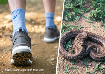 산책하다 '화들짝'…길어진 무더위에 야밤 '뱀 출몰' 빈번