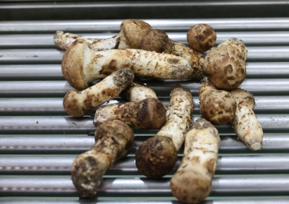 '1㎏에 145만원' 국산 버섯…올해 돈 주고도 못 사는 이유는?