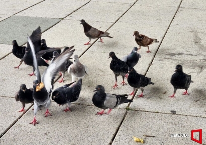 처음은 20만원 세 번은 100만원…비둘기에 먹이줬다간 큰 일