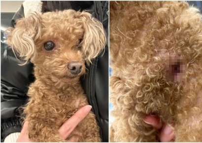 "역대급 악마 같은 사건" 한번 버린 반려견 돌아오자 재차 유기…진실은?