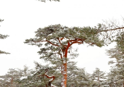 [포토] 울진 겨울이 내리다