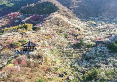 광양매화축제, 준비 한창