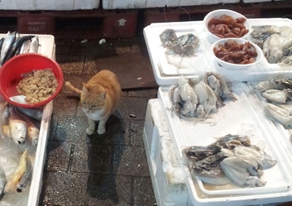 [이미지 다이어리]고양이 알바