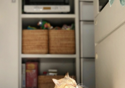 고양이 날도 있다냥…일본의 별별 고양이 서비스 [日요일日문화] 