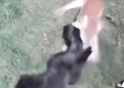 "나 독일 출신이야"…가정집 슈나우저 얕봤다 큰 코 다친 퓨마