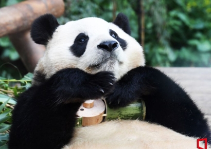 李 대통령, 中에 판다 대여 제안…동물단체 "외교·전시 수단 관행 중단해야"