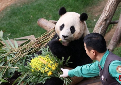 마지막 5분 위해 5시간 기다린 한국인들…외신도 놀란 푸바오인기