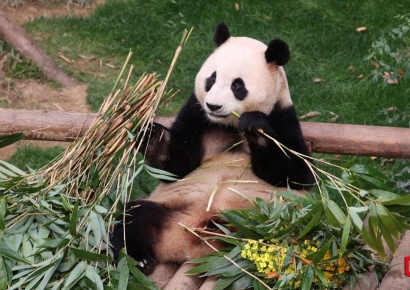 푸바오 유력 신랑감은?…프랑스 출신 '거지왕자' 