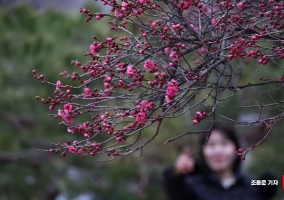 [포토] 활짝 핀 홍매화